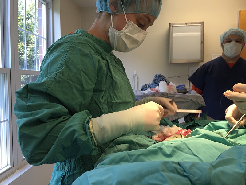 Surgical Services Groton Ledyard Veterinary Hospital